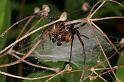 Larinioides_cornutus_D5053_Z_88_Les Gris_Frankrijk